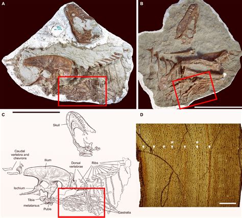 Juvenile stomach .